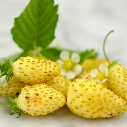 Fragute (Fragaria vesca) Yellow Wonder