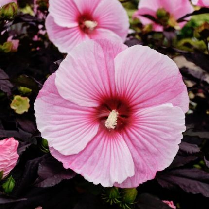 Hibiscus SUMMERIFIC® Starry Starry Night