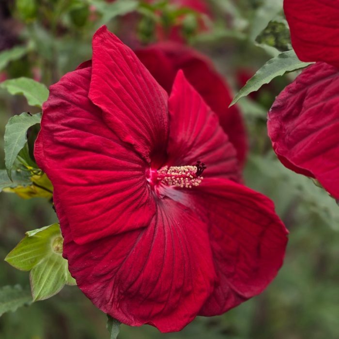 Hibiscus moscheutos TOMA Burgundy Velvet