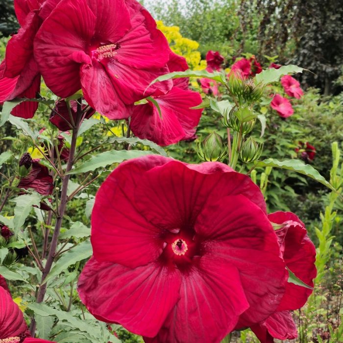 Hibiscus moscheutos TOMA Burgundy Velvet