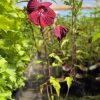Hibiscus moscheutos TOMA Burgundy Velvet