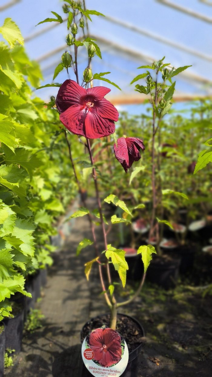 Hibiscus moscheutos TOMA Burgundy Velvet