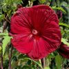 Hibiscus moscheutos TOMA Burgundy Velvet