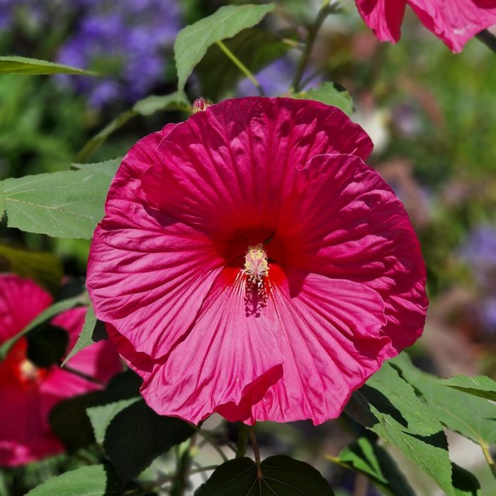 Hibiscus moscheutos TOMA Large Lollipop