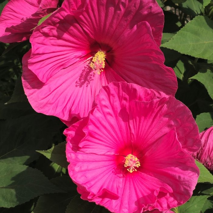 Hibiscus moscheutos TOMA Large Lollipop