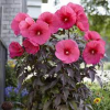 Hibiscus moscheutos TOMA Pink Chocolate