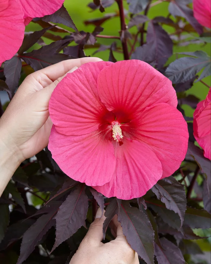 Hibiscus moscheutos TOMA Pink Chocolate