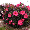 Hibiscus moscheutos TOMA Pink Chocolate