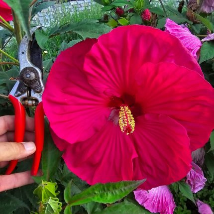 Hibiscus moscheutos TOMA Pink Dragon