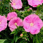 Hibiscus moscheutos TOMA Pink Wheel
