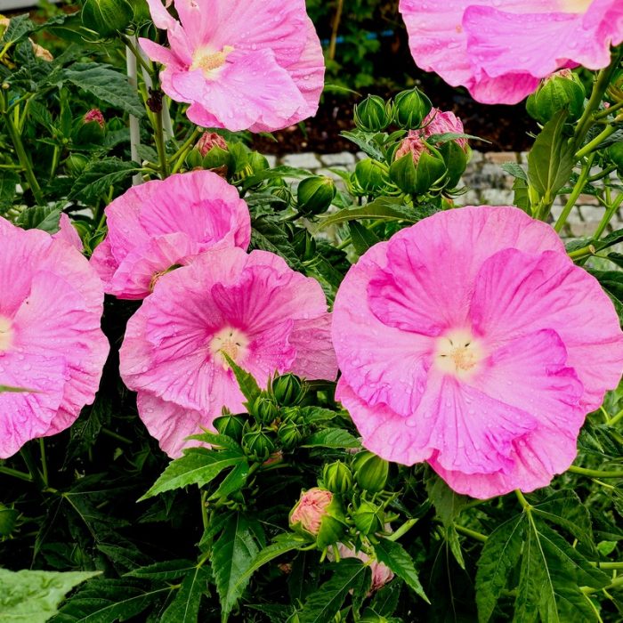 Hibiscus moscheutos TOMA Pink Wheel