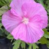 Hibiscus moscheutos TOMA Pink Wheel