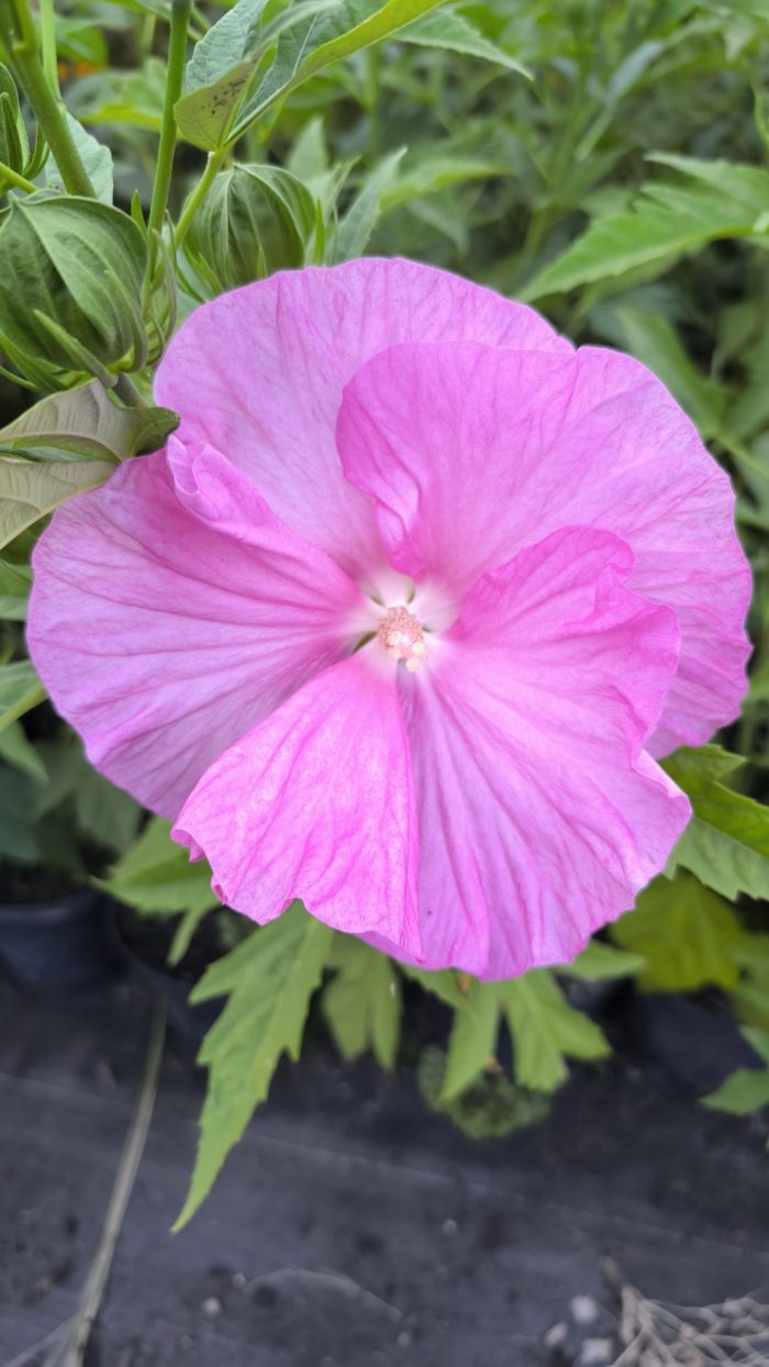 Hibiscus moscheutos TOMA Pink Wheel