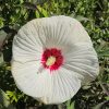 Hibiscus moscheutos TOMA Red Dot