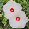 Hibiscus moscheutos TOMA Red Dot