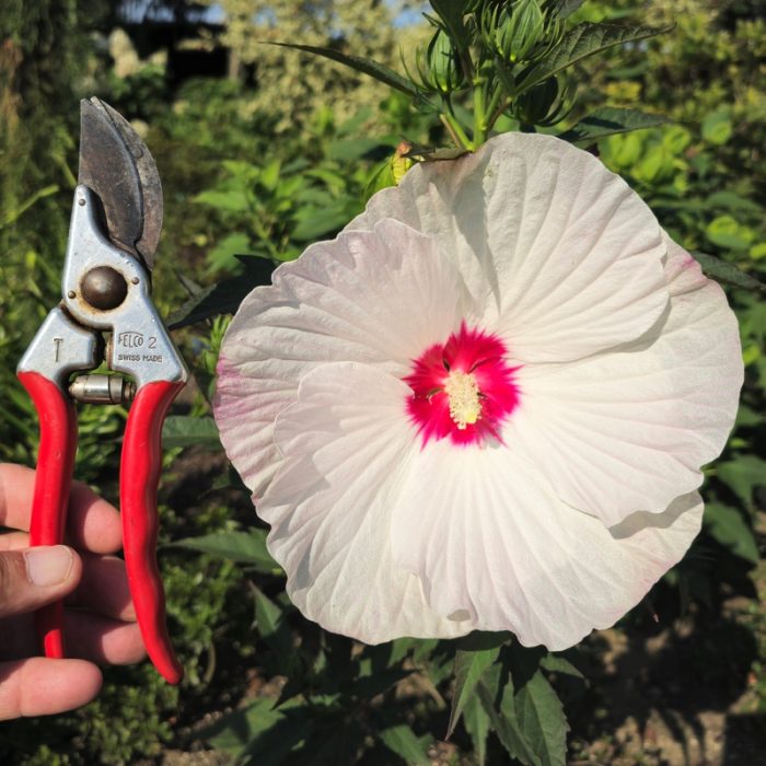 Hibiscus moscheutos TOMA Red Dot