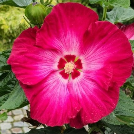 Hibiscus moscheutos TOMA Red Jake