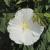 Hibiscus moscheutos TOMA White Angel
