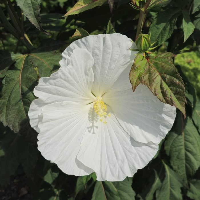 Hibiscus moscheutos TOMA White Angel