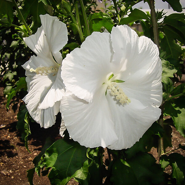 Hibiscus moscheutos TOMA White Angel