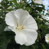 Hibiscus moscheutos TOMA White Angel