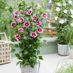 Hibiscus syr. FLO.TOWER PURPLE G.Santiago PBR