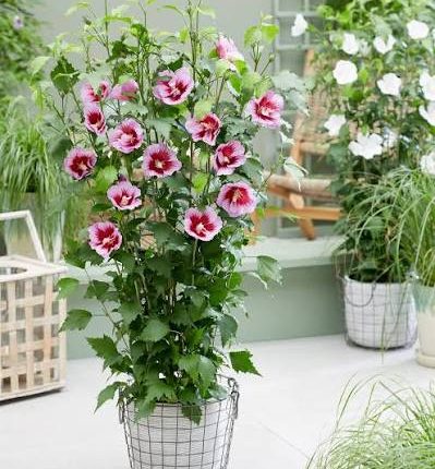 Hibiscus syr. FLO.TOWER PURPLE G.Santiago PBR