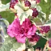 Hibiscus syr. Purpureus Variegatus