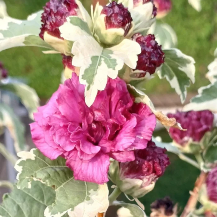 Hibiscus syr. Purpureus Variegatus