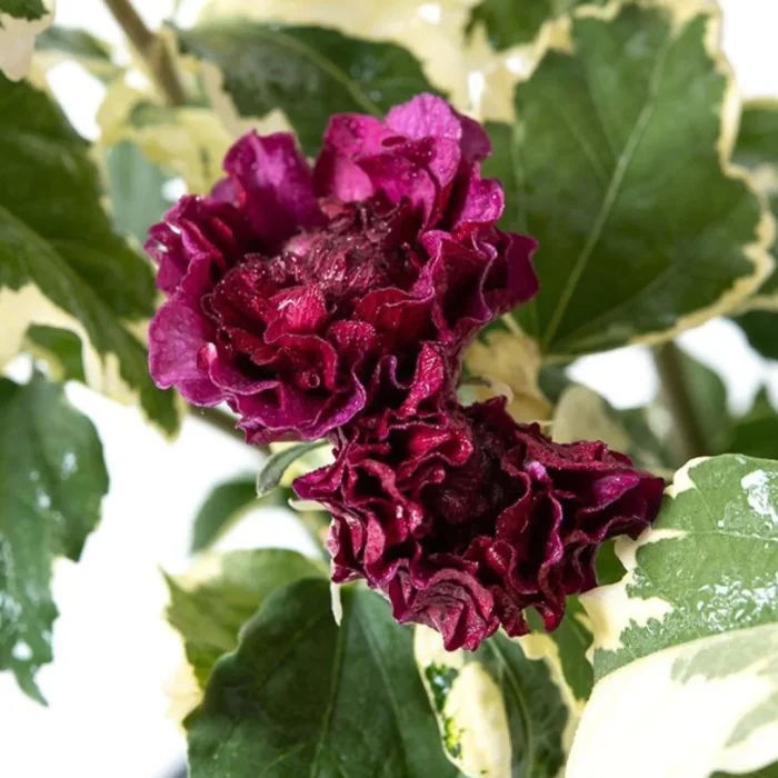 Hibiscus syr. Purpureus Variegatus