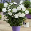 Hibiscus syr. WHITE CHIFFON