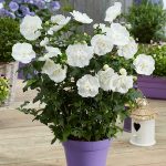 Hibiscus syr. WHITE CHIFFON