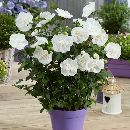 Hibiscus syr. WHITE CHIFFON