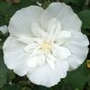 Hibiscus syr. WHITE CHIFFON