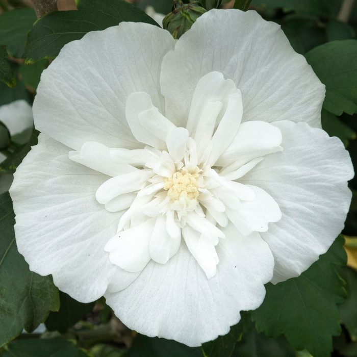 Hibiscus syr. WHITE CHIFFON