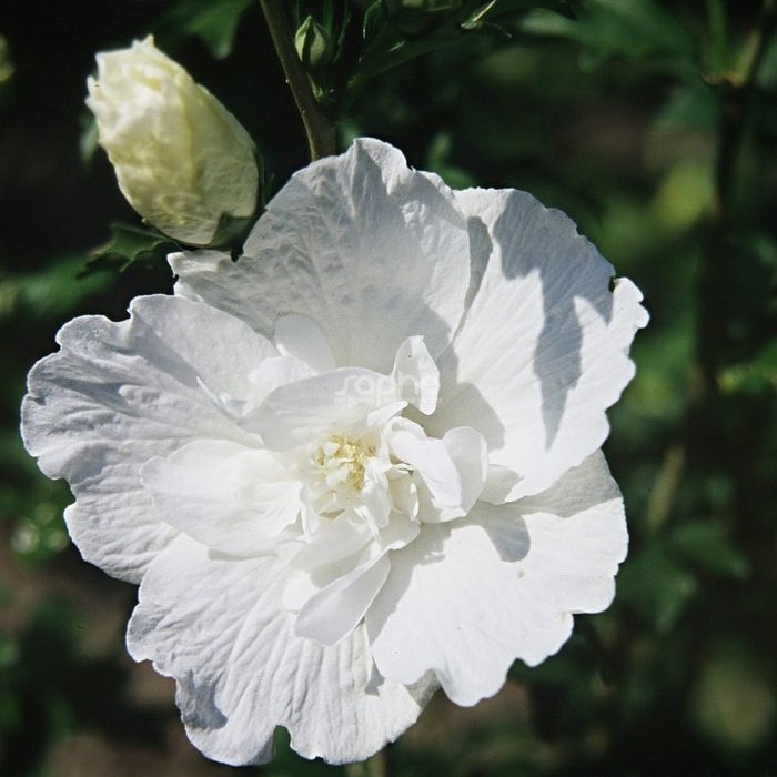 Hibiscus syr. WHITE CHIFFON