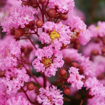 Liliac indian (Lagerstroemia ind.) EVELINE