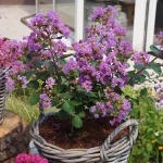 Liliac indian pitic (Lagerstroemia ind.) WITH LOVE ETERNAL Milavio