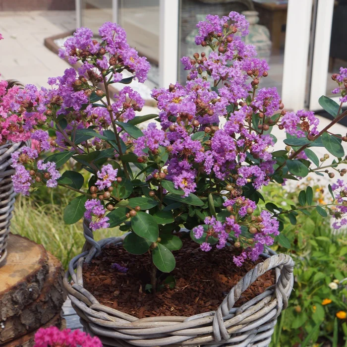 Liliac indian pitic (Lagerstroemia ind.) WITH LOVE ETERNAL Milavio