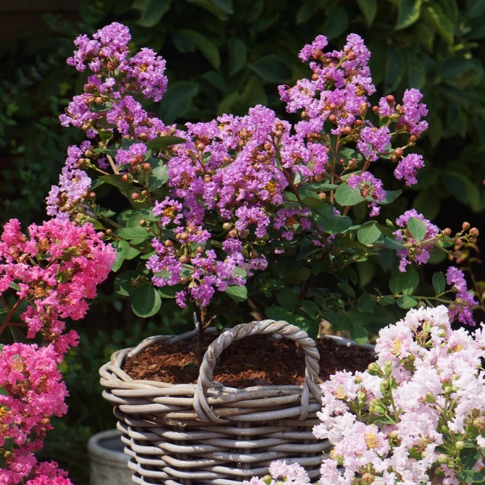 Liliac indian pitic (Lagerstroemia ind.) WITH LOVE ETERNAL Milavio