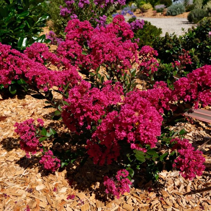 Lilian indian pitic (Lagerstroemia ind.) WITH LOVE® KISS