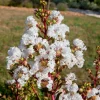 Liliac indian pitic (Lagerstroemia ind.) WITH LOVE VIRGIN