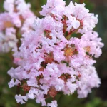 Liliac Indian Pitic (Lagerstroemia ind.) WITH LOVE BABE Mila Pearl