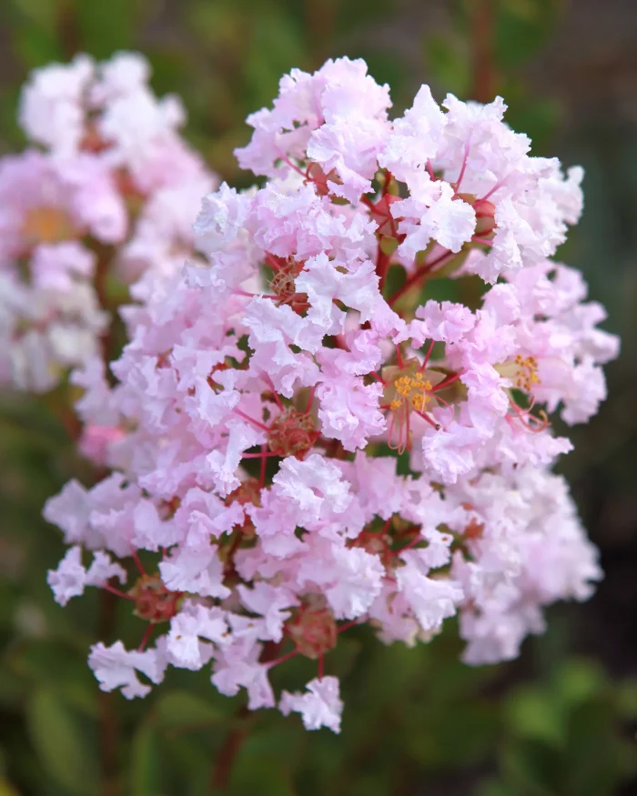 Liliac Indian Pitic (Lagerstroemia ind.) WITH LOVE BABE Mila Pearl