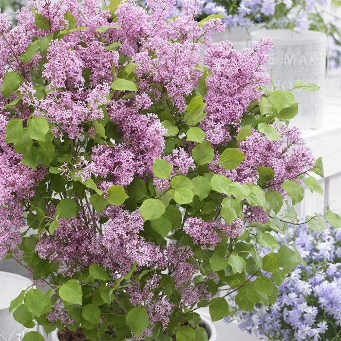 Liliac (Syringa mey.) FLOWERFESTA PINK Anny