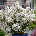 Liliac indian pitic (Lagerstroemia ind.) WITH LOVE VIRGIN