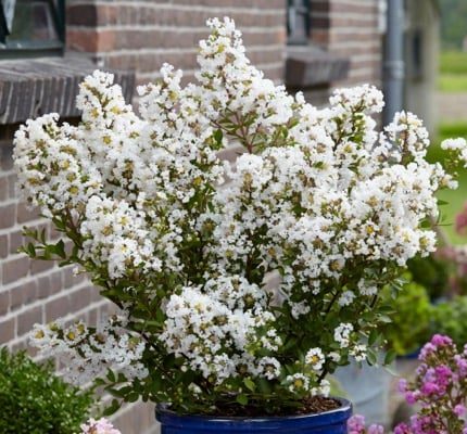 Liliac indian pitic (Lagerstroemia ind.) WITH LOVE VIRGIN