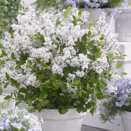 Liliac pitic (Syringa mey.) FLOWERFESTA WHITE Anny