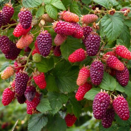 Zmeur-Mur (Rubus) Buckingham Tayberry