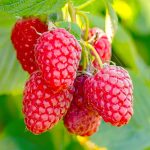 Zmeur remontant (Rubus idaeus) Polana